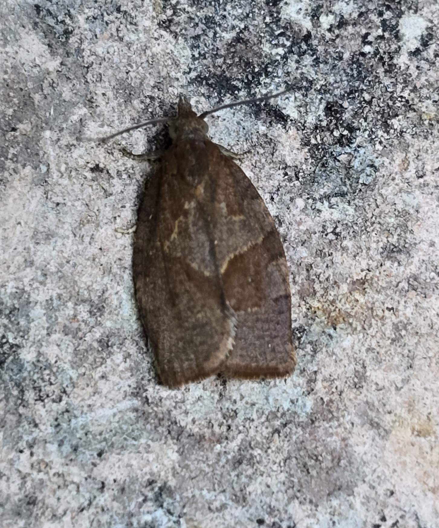 Photo of Dark Fruit-tree Tortrix (Pandemis heparana)